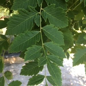 Photographie n°2223488 du taxon Koelreuteria paniculata Laxm. [1772]