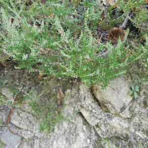 Photographie n°2223539 du taxon Calluna vulgaris (L.) Hull [1808]