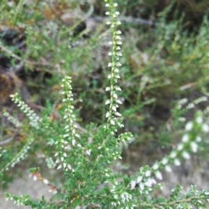 Photographie n°2223540 du taxon Calluna vulgaris (L.) Hull [1808]