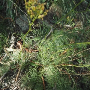 Photographie n°2223544 du taxon Jacobaea adonidifolia (Loisel.) Mérat [1812]