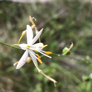 Photographie n°2223548 du taxon Anthericum ramosum L. [1753]