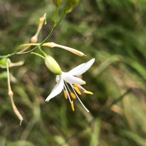 Photographie n°2223549 du taxon Anthericum ramosum L. [1753]