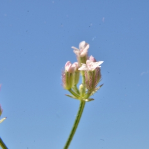 Photographie n°2223579 du taxon Torilis arvensis (Huds.) Link [1821]