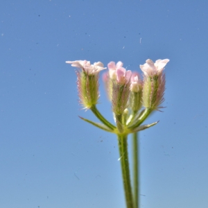 Photographie n°2223580 du taxon Torilis arvensis (Huds.) Link [1821]