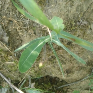 Photographie n°2223597 du taxon Lactuca serriola L. [1756]