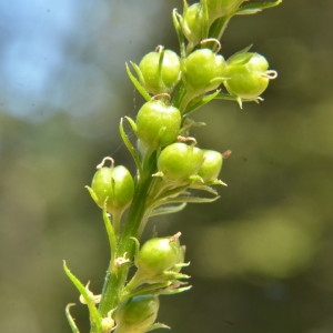 Photographie n°2223600 du taxon Anarrhinum bellidifolium (L.) Willd. [1800]