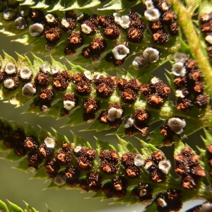 Photographie n°2223604 du taxon Polystichum aculeatum (L.) Roth [1799]