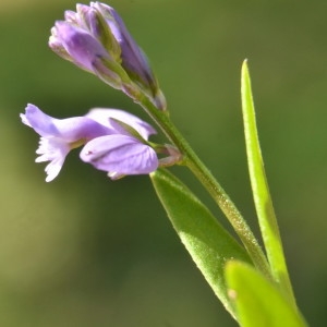 Photographie n°2223615 du taxon Polygala vulgaris L. [1753]