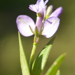 Photographie n°2223616 du taxon Polygala vulgaris L. [1753]