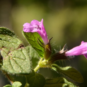 Photographie n°2223623 du taxon Clinopodium vulgare L. [1753]