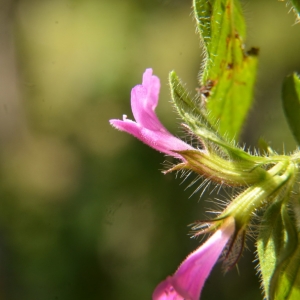 Photographie n°2223624 du taxon Clinopodium vulgare L. [1753]