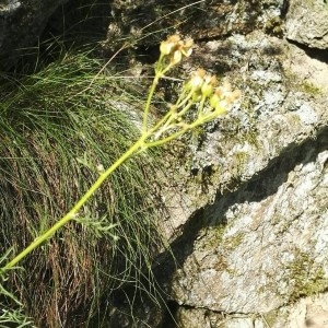 Photographie n°2223649 du taxon Jacobaea adonidifolia (Loisel.) Mérat [1812]