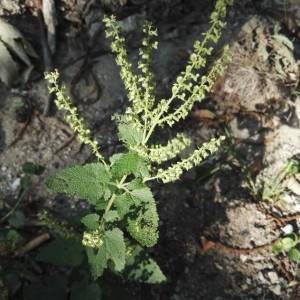 Photographie n°2223650 du taxon Teucrium scorodonia L. [1753]