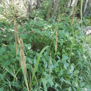 Photographie n°2223656 du taxon Carex pendula Huds. [1762]