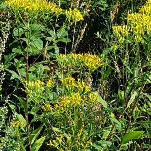 Photographie n°2223678 du taxon Senecio ovatus (P.Gaertn., B.Mey. & Scherb.) Willd. [1803]