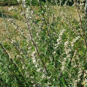 Photographie n°2223679 du taxon Artemisia vulgaris L. [1753]