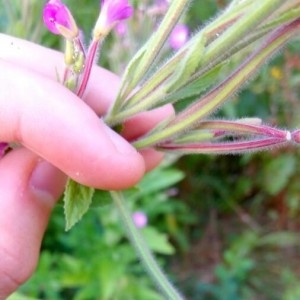 Photographie n°2223696 du taxon Epilobium hirsutum L.