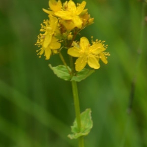 Photographie n°2223723 du taxon Hypericum tetrapterum Fr. [1823]