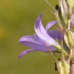 Photographie n°2223736 du taxon Campanula rapunculus L. [1753]