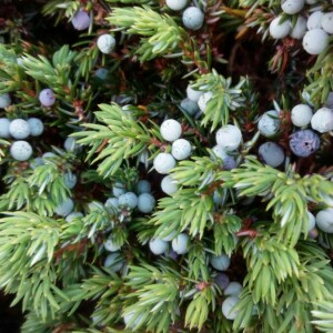 Photographie n°2223739 du taxon Juniperus communis L. [1753]