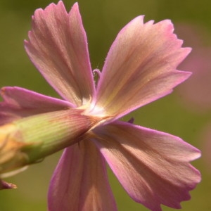 Photographie n°2223749 du taxon Dianthus carthusianorum L. [1753]