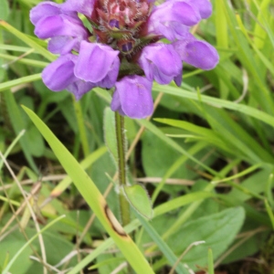 Photographie n°2223802 du taxon Prunella grandiflora (L.) Schöller [1775]