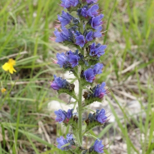 Photographie n°2223810 du taxon Echium vulgare L. [1753]