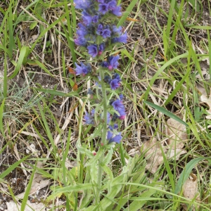 Photographie n°2223811 du taxon Echium vulgare L. [1753]