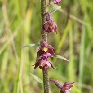 Photographie n°2223813 du taxon Epipactis atrorubens (Hoffm.) Besser [1809]