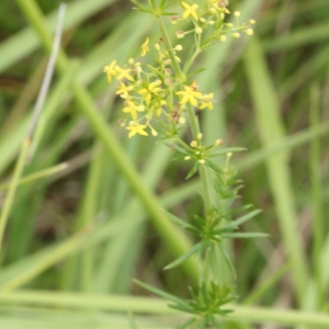 Photographie n°2223814 du taxon Galium verum L. [1753]