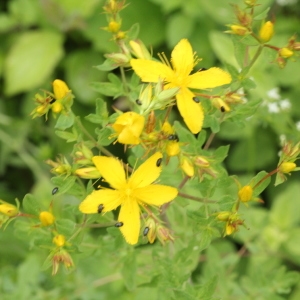 Photographie n°2223820 du taxon Hypericum perforatum L. [1753]