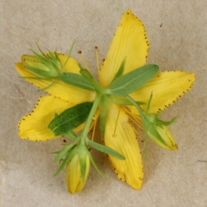 Photographie n°2223821 du taxon Hypericum perforatum L. [1753]
