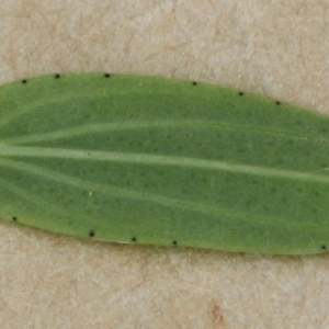Photographie n°2223822 du taxon Hypericum perforatum L. [1753]