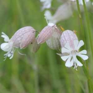 Photographie n°2223833 du taxon Silene vulgaris (Moench) Garcke [1869]