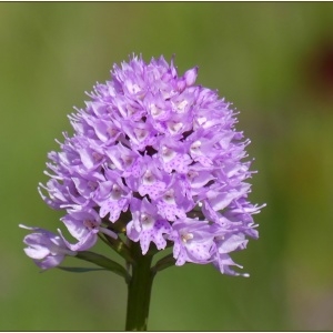 Photographie n°2223850 du taxon Traunsteinera globosa (L.) Rchb. [1842]