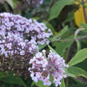 Photographie n°2223882 du taxon Buddleja davidii Franch. [1887]