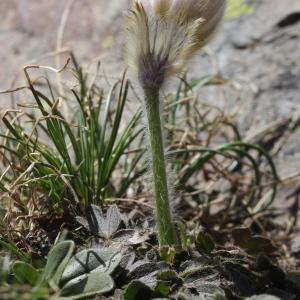 Photographie n°2223967 du taxon Pulsatilla vernalis (L.) Mill.