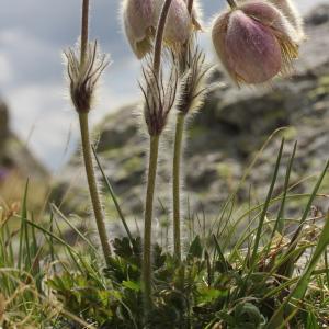 Photographie n°2223968 du taxon Pulsatilla vernalis (L.) Mill.