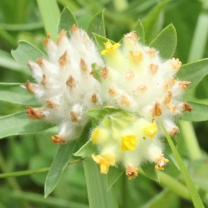 Photographie n°2223972 du taxon Anthyllis vulneraria L. [1753]