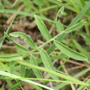 Photographie n°2223973 du taxon Anthyllis vulneraria L. [1753]
