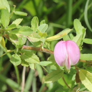 Photographie n°2223980 du taxon Ononis spinosa L. [1753]