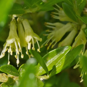 Photographie n°2223986 du taxon Lonicera pileata Oliv. [1887]