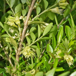  - Lonicera pileata Oliv. [1887]