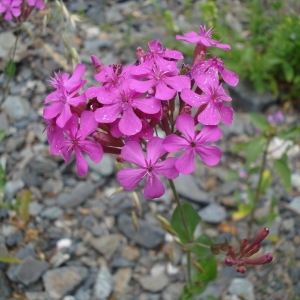 Photographie n°2224024 du taxon Atocion armeria (L.) Raf. [1840]