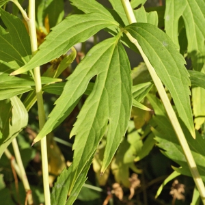 Photographie n°2224058 du taxon Rudbeckia laciniata L. [1753]