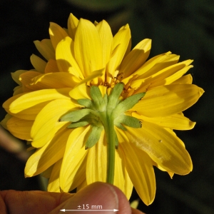 Photographie n°2224059 du taxon Rudbeckia laciniata L. [1753]