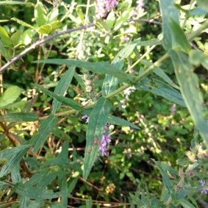 Photographie n°2224083 du taxon Lythrum salicaria L.