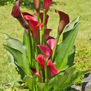 Photographie n°2224085 du taxon Zantedeschia Sprengel [1826]