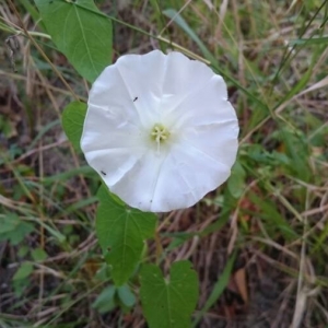 Photographie n°2224094 du taxon Convolvulus sepium L.