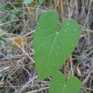 Photographie n°2224095 du taxon Convolvulus sepium L.